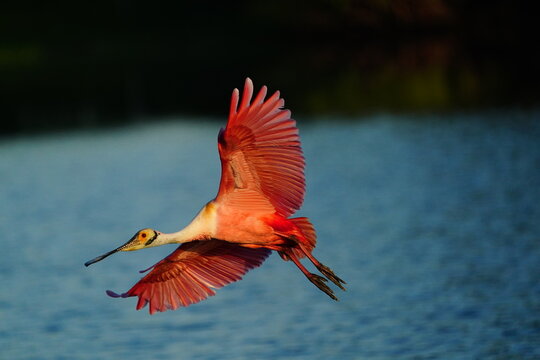 Roseate Spoonbill (Platalea ajaja) in flight, United States of America