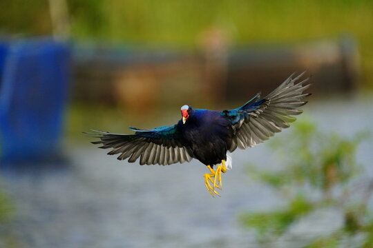 Purple Gallinule (Porphyrio martinica) in flight, Costa Rica