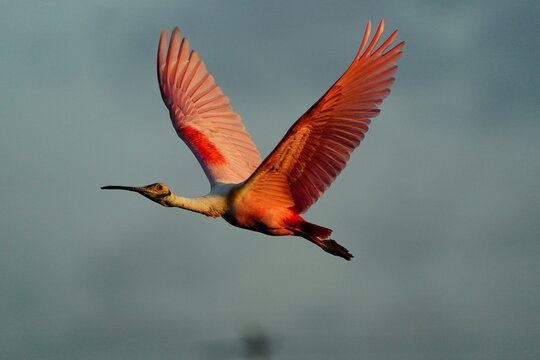 Roseate Spoonbill (Platalea ajaja) in flight, United States of America