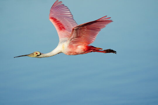 Roseate Spoonbill (Platalea ajaja) in flight, United States of America