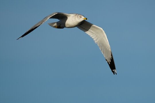 Ring-billed Gull (Larus delawarensis) in flight, United States of America