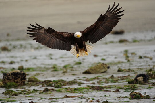Bald Eagle (Haliaeetus leucocephalus) in flight, United States of America