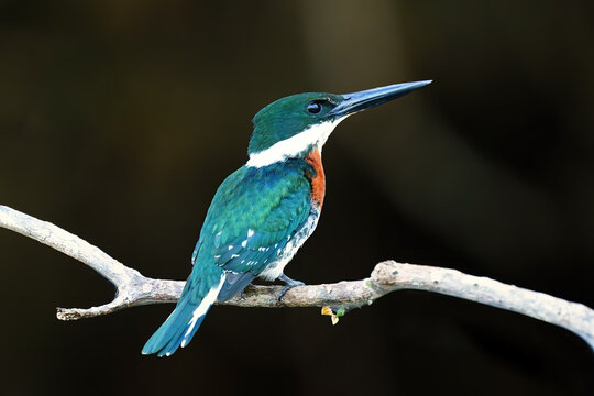 Green Kingfisher (Chloroceryle americana) on a perch, Costa Rica