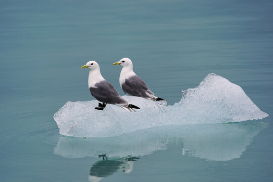 Black-legged Kittiwakes (Rissa tridactyla) on ice, United States of America