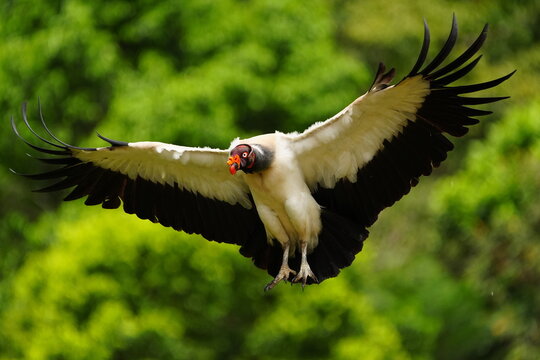 King Vulture (Sarcoramphus papa) in flight, Costa Rica