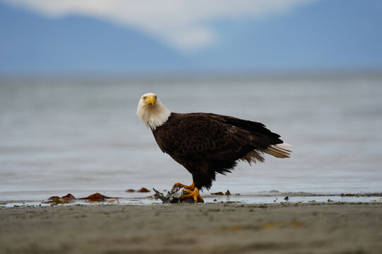 Bald Eagle (Haliaeetus leucocephalus) on a beach with a fish, United States of America