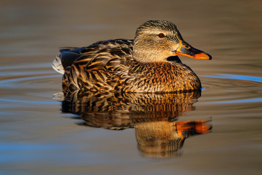 Mallard female (Anas platyrhynchos) on water, United States of America