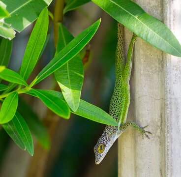 Antiguan Anole Lizard climbing on a surface among green leaves in a tropical setting during a sunny day in Bermuda