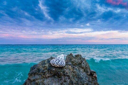 West Indian Top Shell rests on rock along the coast while waves crash in the distance during sunset in Bermuda