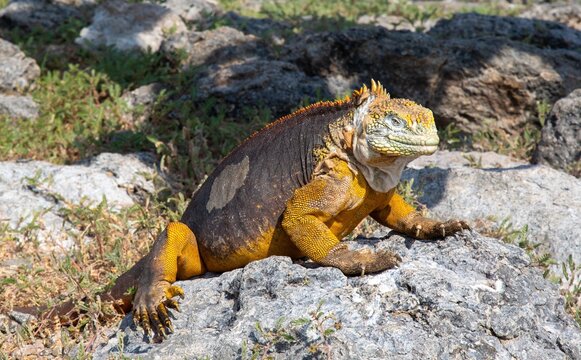 Galapagos Land Iguana resting on rocky terrain in its natural habitat in Ecuador