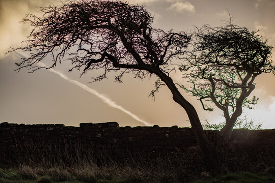 Trees stand near a stone wall under a cloudy sky at Furness Abbey in Cumbria during the afternoon light