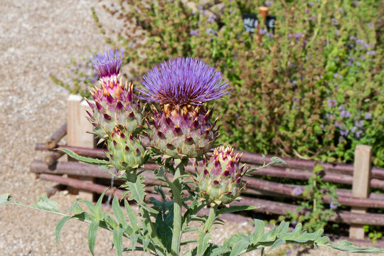 Artichaut en fleur