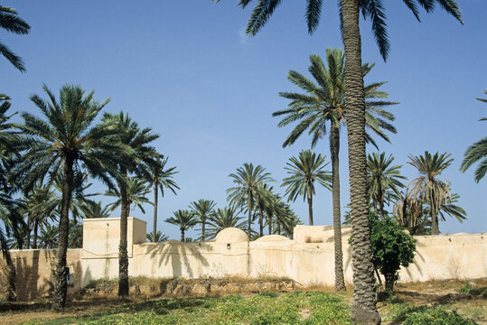 Menzel architecture viewed with palm trees in Djerba, showcasing traditional design in a unique landscape