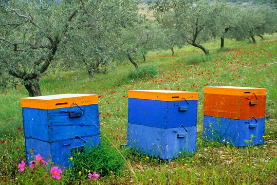 Colorful wooden beehives in a field surrounded by olive trees and wildflowers in Greece