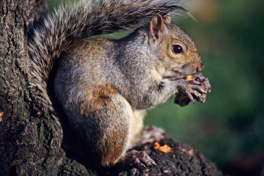 Grey squirrel forages for nuts on a tree trunk in a park during autumn in London