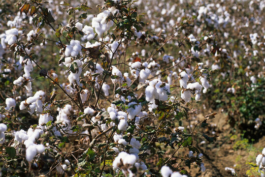 Cotton plants ready for harvest in a field during the growing season in India