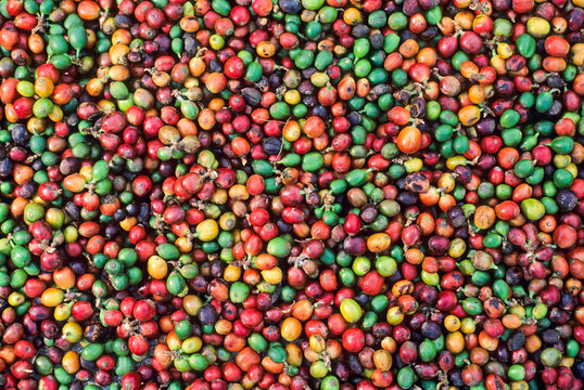 Coffea berries collected during harvest time in Kerala, India, featuring various colors and stages of ripeness