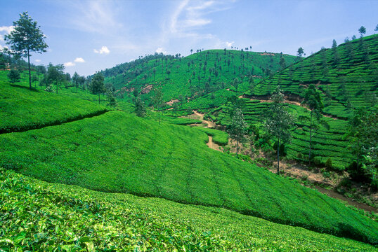 Lush green tea fields in a hilly landscape with clear blue sky in Cardamom Hills, Kerala, India