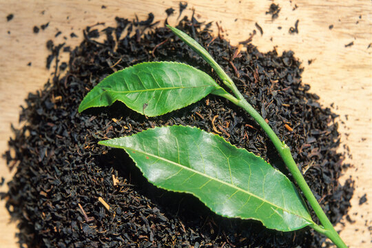 Freshly picked tea leaves placed on black tea from CTC processing in Nilgiri Hills