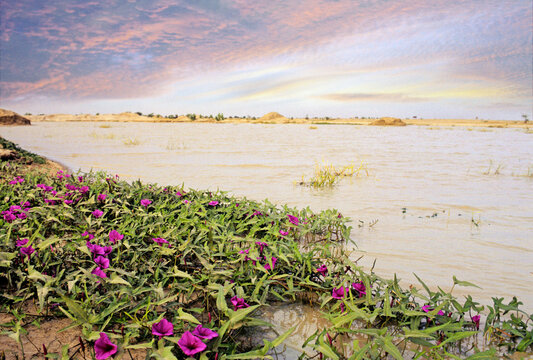 Water spinach grows along the lake shore with flowers and water in the background during daylight hours in Central Africa