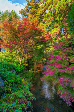 Autumn colors at Shirakawa Spring highlight the beauty of nature in Kumamoto's rich landscape