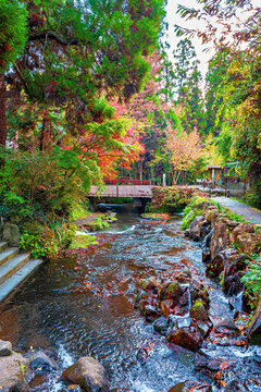 Autumn colors create beauty around Shirakawa Spring in Kumamoto, Kyushu, Japan with flowing water and a small bridge