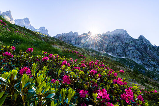 Alpine meadows covered with rhododendrons, Val Torrone, Val Masino, Valtellina, Province of Sondrio, Lombardy, Italy