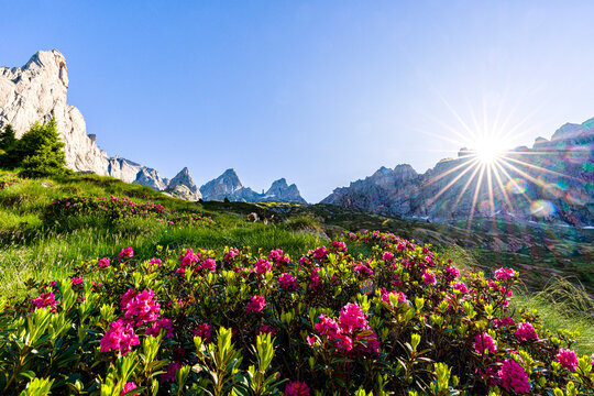 Rhododendrons, Val Torrone, Val Masino, Valtellina, Province of Sondrio, Lombardy, Italy