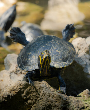 Freshwater turtle resting on a rock at Lake Kournas, Crete, Greece, with natural pond background and shallow depth of field.