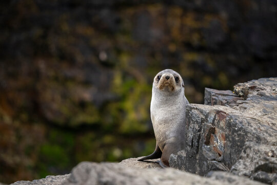 Antarctic Fur Seal (Arctocephalus gazella), Hercules Bay, South Georgia