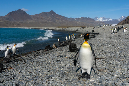 King penguins (Aptenodytes patagonicus), Fortuna Bay, South Georgia