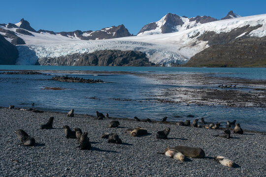 Antarctic fur seals (Arctocephalus gazella), Possession Bay, South Georgia