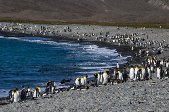 King penguins (Aptenodytes patagonicus), Fortuna Bay, South Georgia