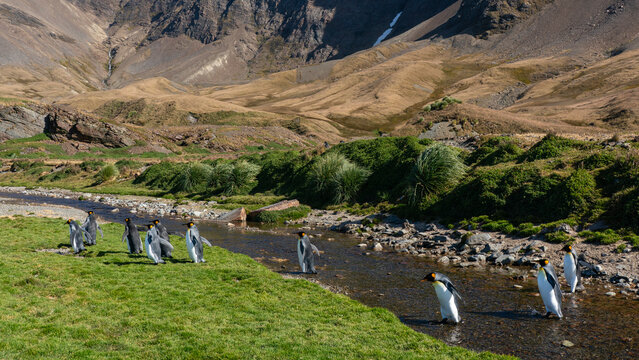 King penguins (Aptenodytes patagonicus), Fortuna Bay, South Georgia