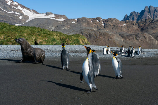 Antarctic fur seals (Arctocephalus gazella) and King penguins (Aptenodytes patagonicus), Possession Bay, South Georgia