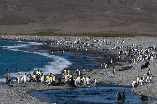 King penguins (Aptenodytes patagonicus), Fortuna Bay, South Georgia