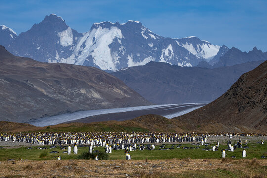 King penguins (Aptenodytes patagonicus), Fortuna Bay, South Georgia