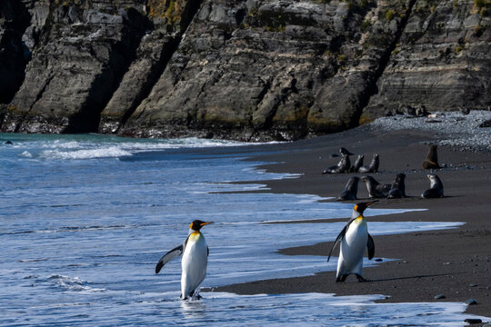 King penguins (Aptenodytes patagonicus), Possession Bay, South Georgia