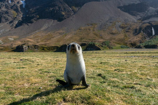Antarctic fur seal (Arctocephalus gazella), Fortuna Bay, South Georgia
