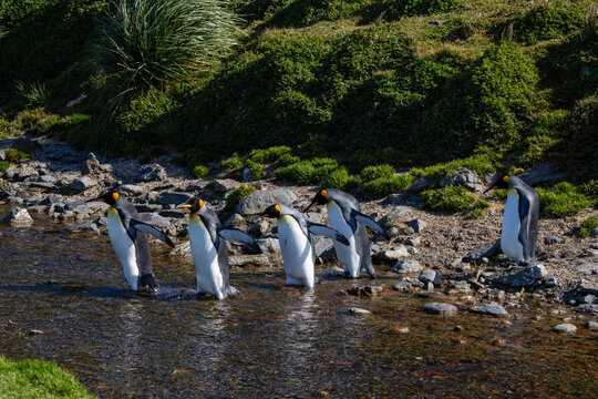 King penguins (Aptenodytes patagonicus), Fortuna Bay, South Georgia