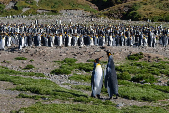 King penguins (Aptenodytes patagonicus), Fortuna Bay, South Georgia