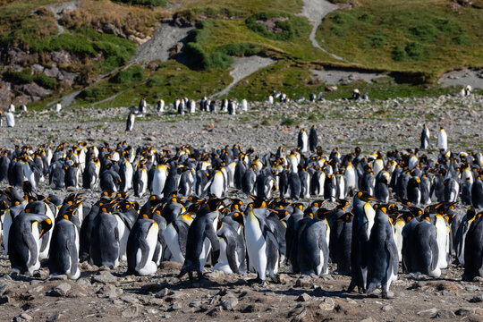 King penguins (Aptenodytes patagonicus), Fortuna Bay, South Georgia