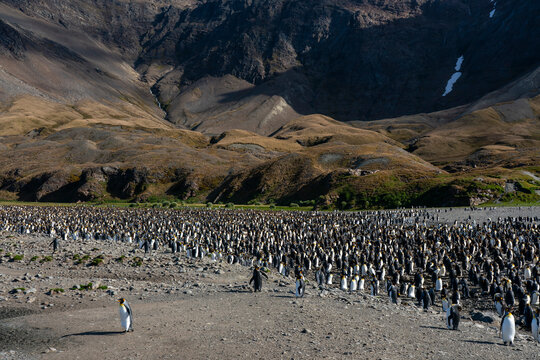 King penguins (Aptenodytes patagonicus), Fortuna Bay, South Georgia