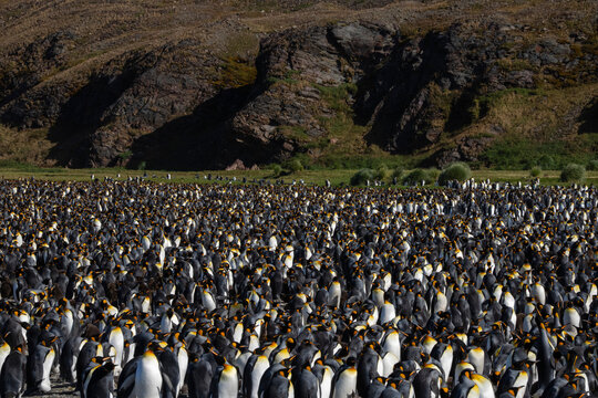 King penguins (Aptenodytes patagonicus), Fortuna Bay, South Georgia