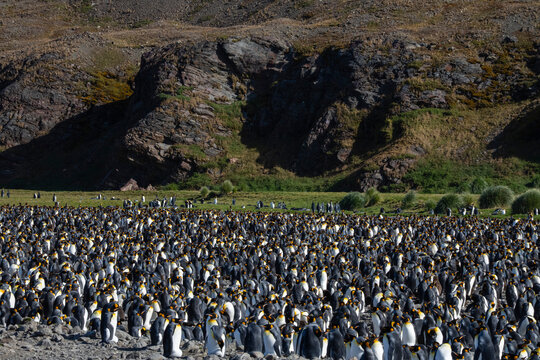 King penguins (Aptenodytes patagonicus), Fortuna Bay, South Georgia