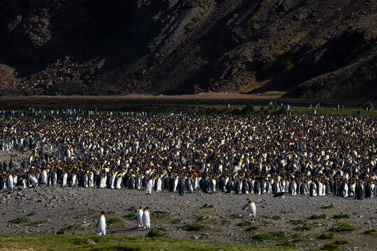 King penguins (Aptenodytes patagonicus), Fortuna Bay, South Georgia