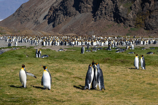 King penguins (Aptenodytes patagonicus), Fortuna Bay, South Georgia