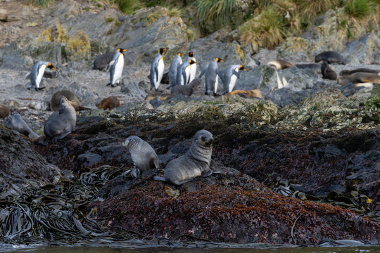 Antarctic fur seals (Arctocephalus gazella) and King penguins (Aptenodytes patagonicus), Right Whale Bay, South Georgia