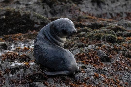 Antarctic fur seal (Arctocephalus gazella), Right Whale Bay, South Georgia