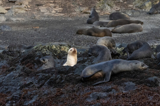 Amelanistic Antarctic fur seal (Arctocephalus gazella) pup, Right Whale Bay, South Georgia